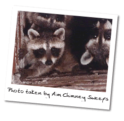 Racoons in chimney